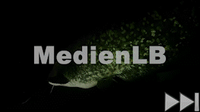 Animiertes Vorschaubild für Europäischer Wels