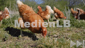 Animiertes Vorschaubild für Ei oder Huhn