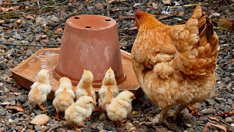 Vorschaubild für Ei oder Huhn