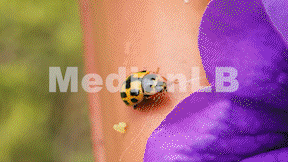 Animiertes Vorschaubild für Marienkäfer und Maikäfer