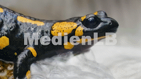 Animiertes Vorschaubild für Feuersalamander und Alpensalamander