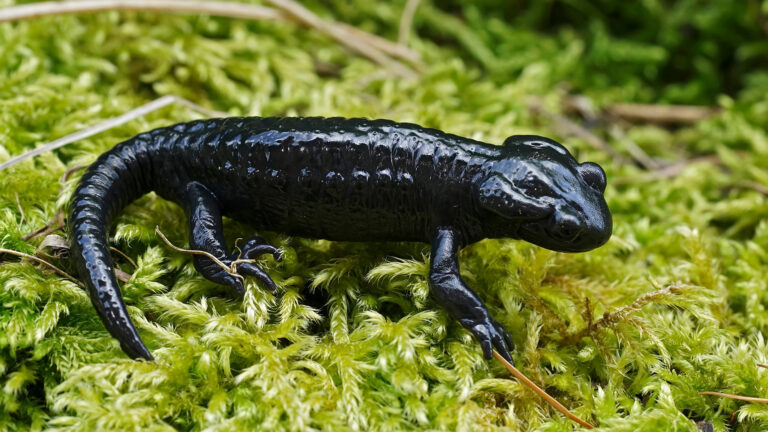 Vorschaubild für Feuersalamander und Alpensalamander