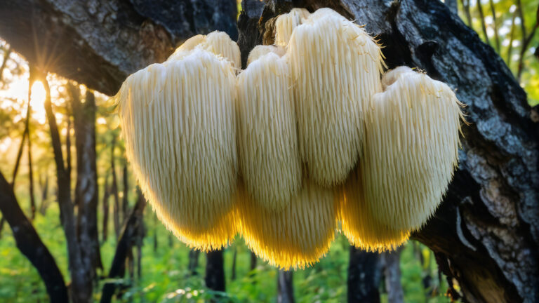Vorschaubild für Pilze