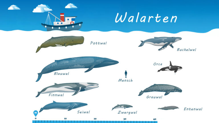 Produktbild für Wale